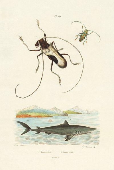 Longhorn Beetles by French School